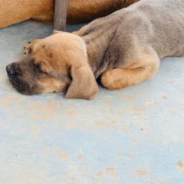 Girl 2 - Fawn female Great Dane puppy in Devine, Texas from Texas Devine Danes & Aussies