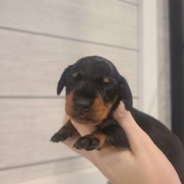 Showgirl - Black and tan female Dachshund puppy in Okeechobee, Florida from Far Far Away Dachshunds