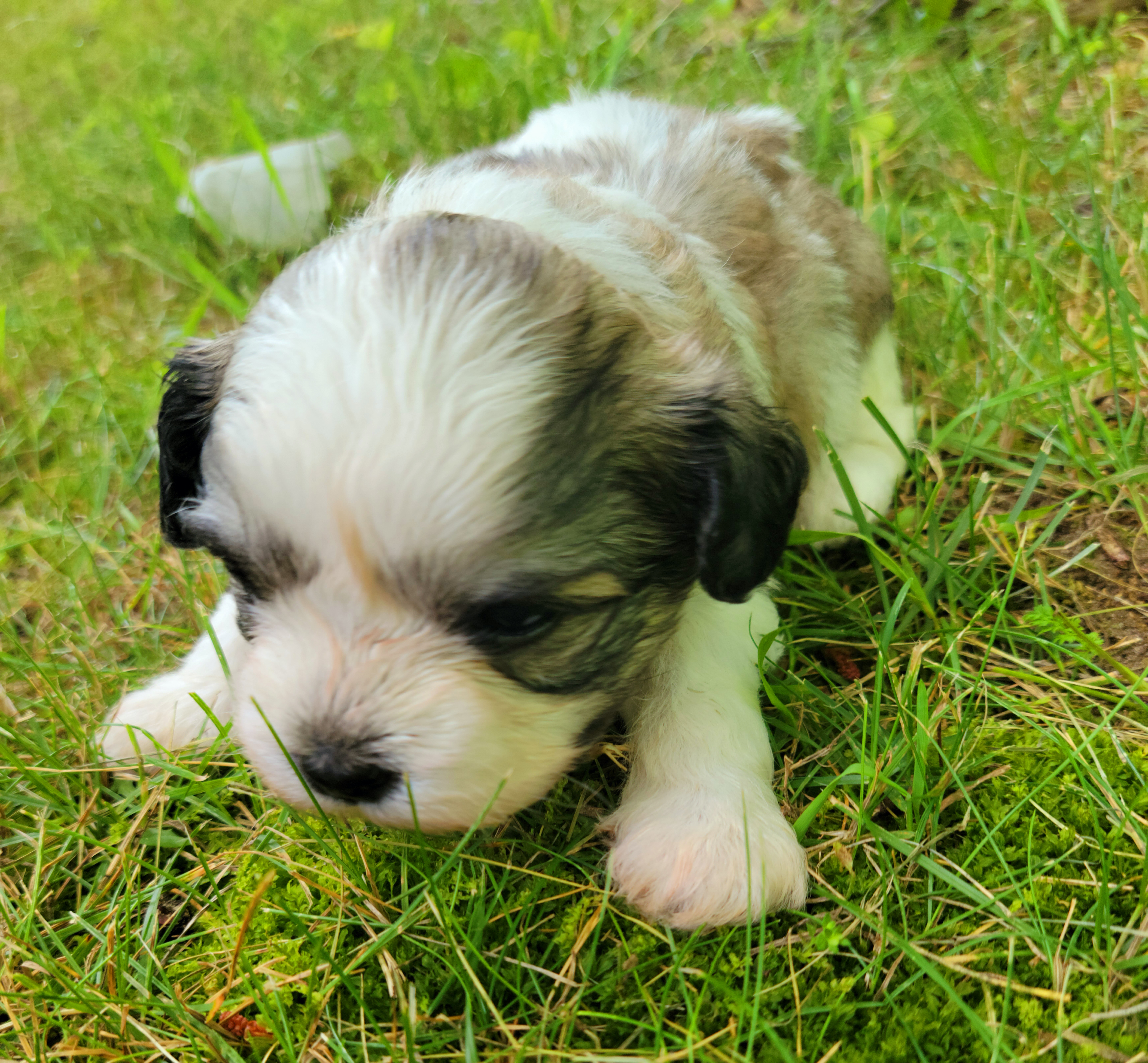 Shihpoo Puppies from Perfect Companion Puppies