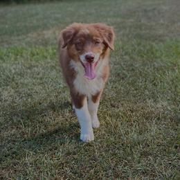 Australian Shepherd Puppies from Lovable Little Aussies