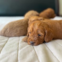 Purple Collar - Apricot female Australian Labradoodle puppy in Vandenberg Space Force Base, California from Peak Australian Labradoodles