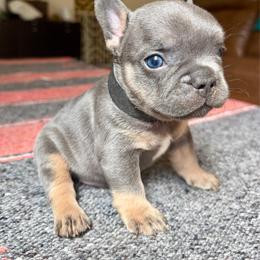 Payson black collar - Blue male French Bulldog puppy in Cordes Lakes, Arizona from Puppy Love AZ