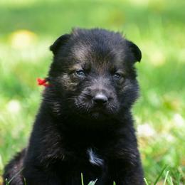 Red girl - Sable female German Shepherd puppy in Clarkrange, Tennessee from Vom Wolff