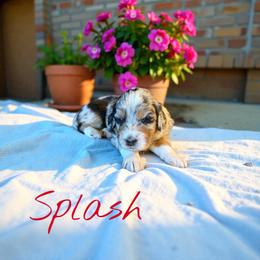Splash - Blue merle female Aussiedoodle puppy in Ellenburg Center, New York from Kristin's Puppies