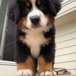 Goldendoodle Puppies from Labradoodleday