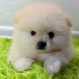 Messi - Cream male Pomeranian puppy in Los Angeles, Santa Clarita, California from LT_Poms