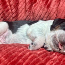 Number 2 - Black white and tan male English Springer Spaniel puppy in Natural Bridge, Virginia from Sara's English Springer Spaniels