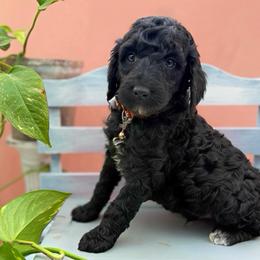 Levi - Black male Poodle puppy in Willacoochee, Georgia from Kitandkboodle's Doodles