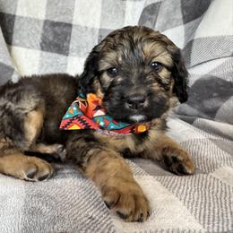 Bernedoodle Puppies from Sunny Sky Doodles