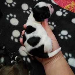 Shih Tzu Puppies from Wallace Babies