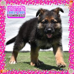 DOTS - Black and tan female German Shepherd puppy in Murrieta, California from Diamond Oaks German Shepherds
