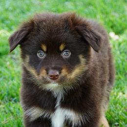 Boy 4 - Red tri male Miniature Australian Shepherd puppy in Lawton, Oklahoma from Lindsey’s Aussies