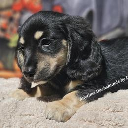 Jimmy (2900) - Black and cream male Dachshund puppy in Ovett, Mississippi from Anytime Dachshunds by D.B.