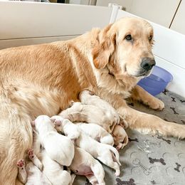 Cozy - Golden Retriever