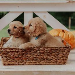 Golden Retriever Puppies from Morgan’s Heart of Gold Retrievers