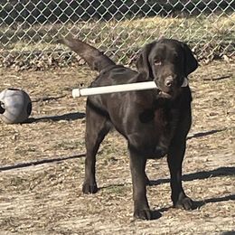 Lindy - Labrador Retriever