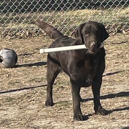 Lindy - Labrador Retriever
