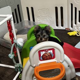 Yorkshire Terrier Puppies from Yvette Copeland's Yorkshire Terriers