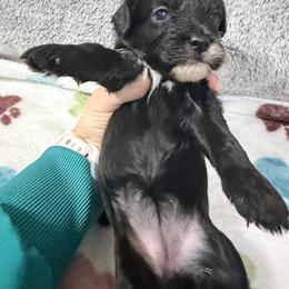 Juniper - Black female Cockapoo puppy in Clarks Summit, Pennsylvania from M&M Cockapoos