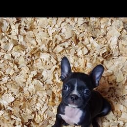 Shadow - Black and white female Boston Terrier puppy in Olanta, South Carolina from Julie's IHeart Boston Terrier's