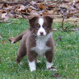 Altoc - Red tri-color female Miniature American Shepherd puppy in Tiskilwa, Illinois from First Harmony Farms