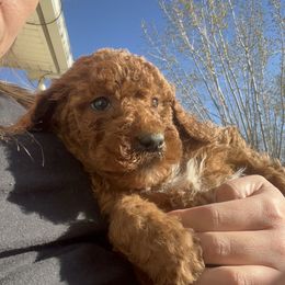 Goldendoodle Puppies from Life_on. Paws