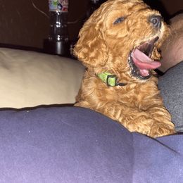 Poodle Puppies from J and S Farms