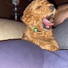 Poodle Puppies from J and S Farms
