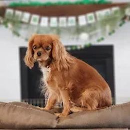 Ruby - Cavalier King Charles Spaniel