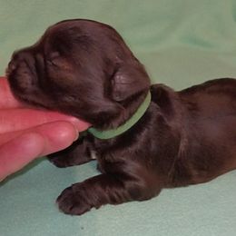 Elijah - Liver male Miniature Schnauzer puppy in Midland, Texas from Shebbies Puppy Palace
