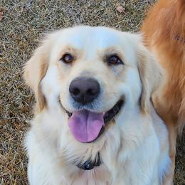 Ophelia - Golden Retriever