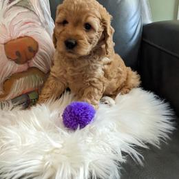 Goldendoodle Puppies from Frannie's Goldendoodle Puppies