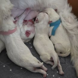 Maltese puppies from Grantham Maltese