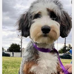 Parvana - Bernedoodle