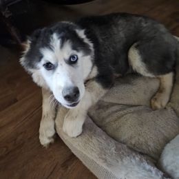 Raven - Black and white female Siberian Husky puppy in Sharon, Tennessee from Apple Oak Castle Siberians