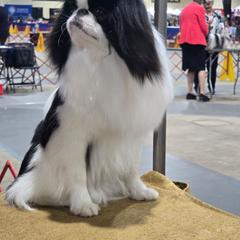 Delmonico - Black and white male Japanese Chin puppy in Anderson, South Carolina from Carousel Chin