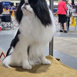 Delmonico - Black and white male Japanese Chin puppy in Anderson, South Carolina from Carousel Chin