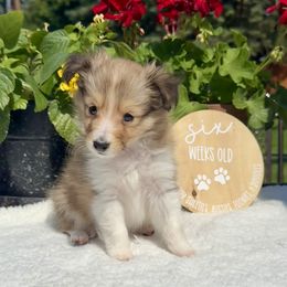 Shetland Sheepdog and Toy Shetland Sheepdog Puppies from M7’s Shelties, Toonies & AussieDoodles