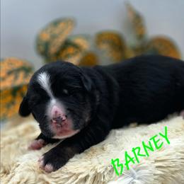 BARNEY - Black male Companion Cross puppy in Viking, Minnesota from Son Shine Farm