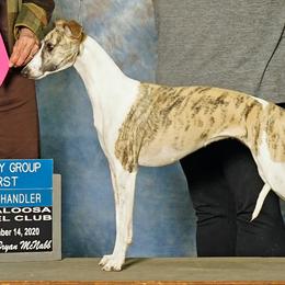 Skye - Whippet
