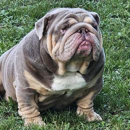 Bulldogs from Charliejbulldogs