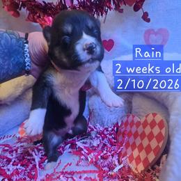 Pembroke Welsh Corgi and Siberian Husky Puppies from Regal Huskies of the Carolinas