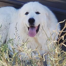 Gigi - Great Pyrenees