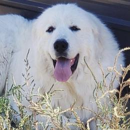 Gigi - Great Pyrenees