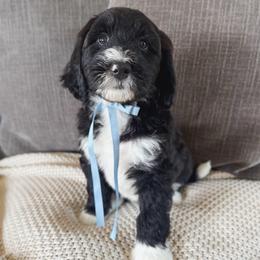 Brisket - Black and white male Bernedoodle puppy in New Harmony, Indiana from Cottonwood Farms