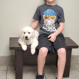 Golden Retriever Puppies from Light Hill Goldens