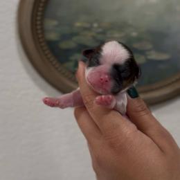 Butterfly Flutter - Brindle and white female Shih Tzu puppy in Cedar Hill, Texas from Puppy Paper House