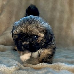 Betty - Black and tan female Shih Tzu puppy in Reading, Michigan from You Little Shih-tzu’s 😊