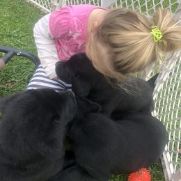 Labrador Retriever Puppies from Young’s Legacy Labradors