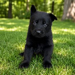 Blue Collar - Black male German Shepherd puppy in Casscoe, Arkansas from Crown H Shepherds